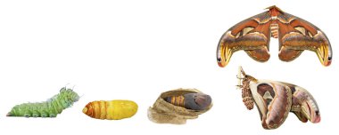 Isolated tranfsformation from caterpillar to butterfly of Atlas  clipart