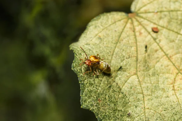 Reine du tisserand ou fourmi verte ou orange reposant sur une feuille verte — Photo