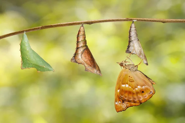 Emerse dalla crisalide del principe marrone farfalla appesa al ramoscello — Foto Stock