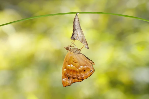 Изолированная из куколки коричневого принца бабочка висит — стоковое фото