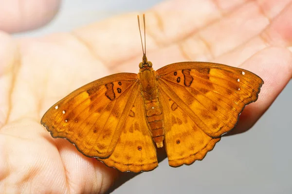Weibchen des siamesischen schwarzen Prinzen-Schmetterlings ruht sich auf dem Menschen aus — Stockfoto