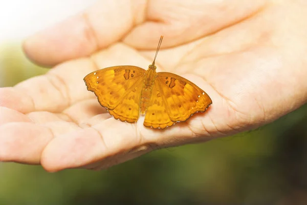 Mujer de siamés príncipe negro mariposa descansando sobre el hombre humano —  Fotos de Stock