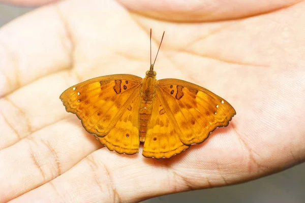 Mujer de siamés príncipe negro mariposa descansando sobre el hombre humano —  Fotos de Stock