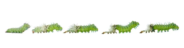 Elszigetelt olvadt caterpillar szakaszban a pillangó atlasz (atlasz; — Stock Fotó