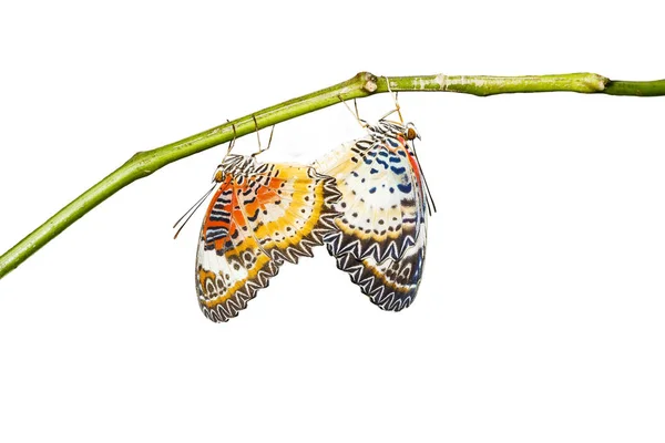 Elszigetelt, párzás Leopard lacewing (Cethosia cyane euanthes) butte — Stock Fotó