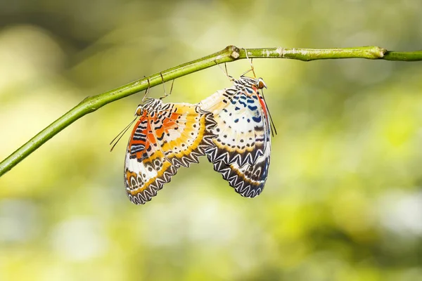 Paring van Leopard lacewing (Cethosia cyane euanthes) vlinder hang — Stockfoto