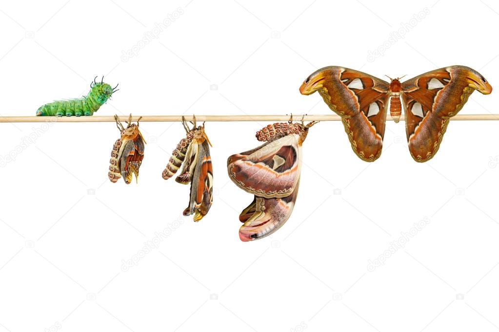 Isolated life cycle of female attacus atlas moth from caterpilla