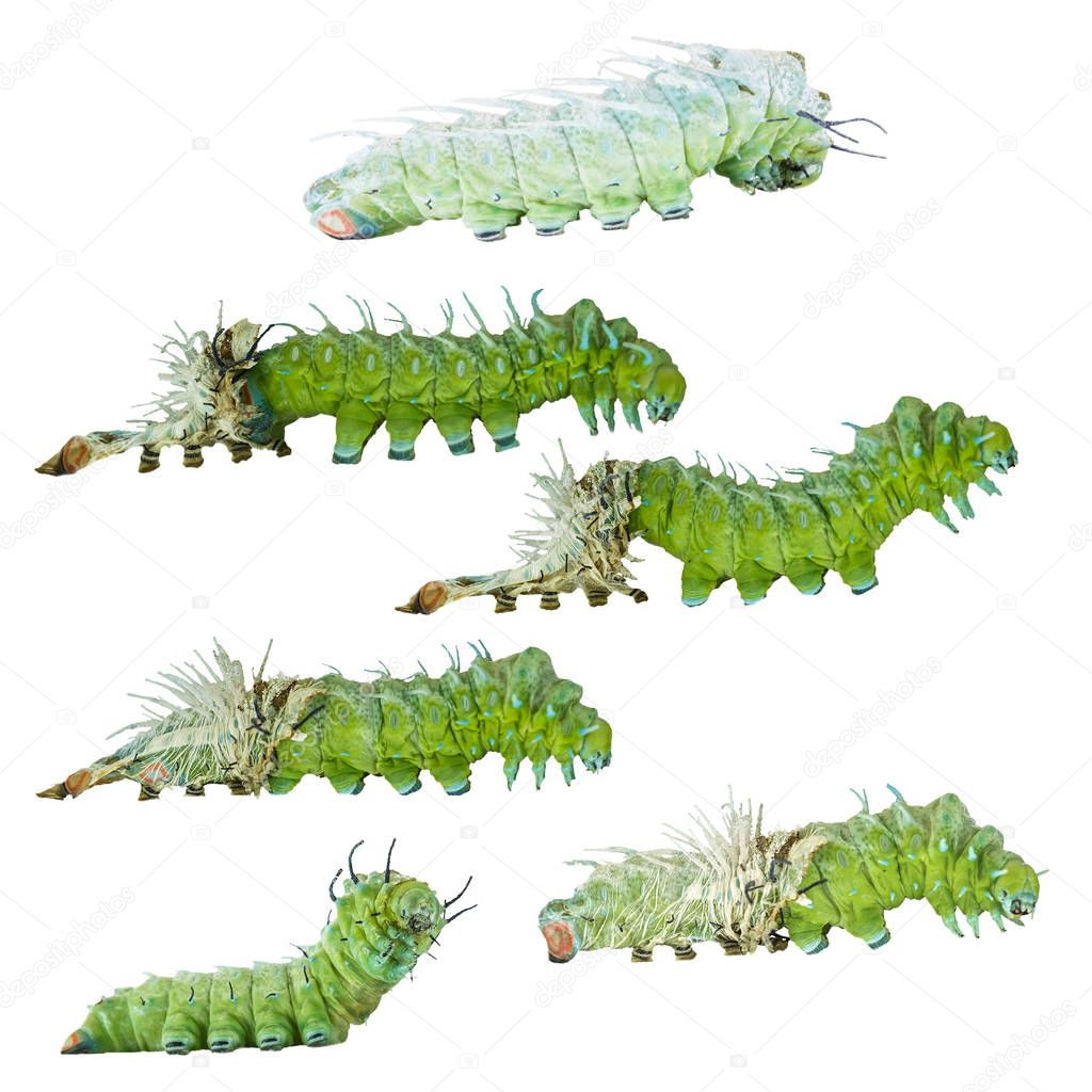 Isolated molting caterpillar stage of Atlas butterfly ( atlas; a