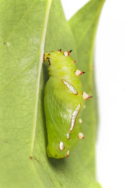 Ana bilgisayar bitki yaprak üzerinde asılı ortak leopar kelebek krizalid