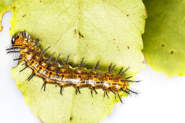 Caterpillar ortak leopar kelebek (Phalanta) beslenme ana bilgisayar