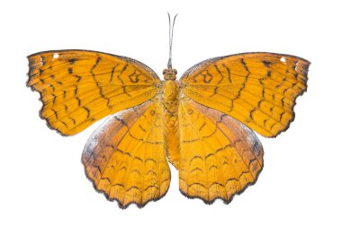 Açılı castor kelebek (Ariadne ariadne) ISO görünümünü Doesal
