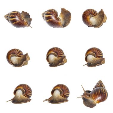Dokuz eylem Isola dev Afrika salyangoz (Lissachatina fulica)
