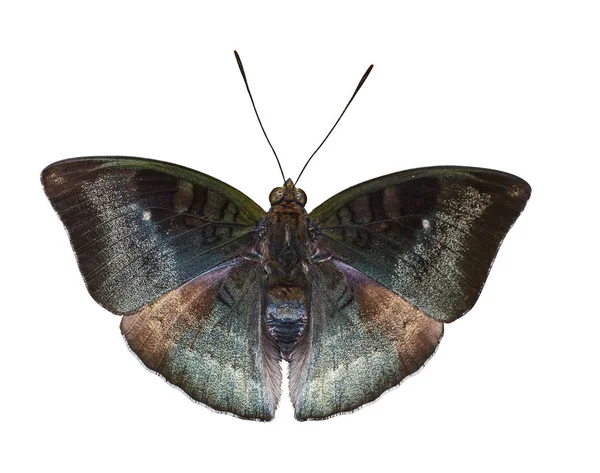 Ізольований самець метелика малайського барона на білому — стокове фото