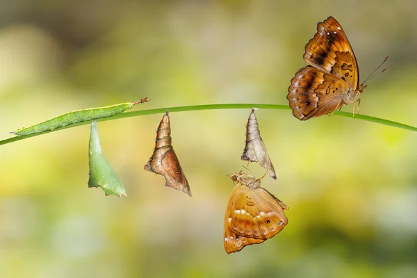 Transformation de la chenille et de la chrysalide de siamois femelles — Photo