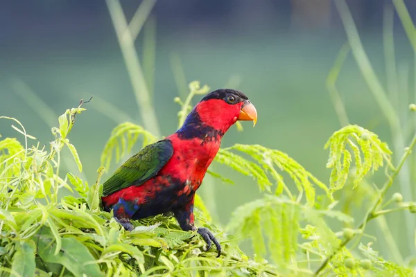 Röd och grön papegoja vilar på träd — Stockfoto