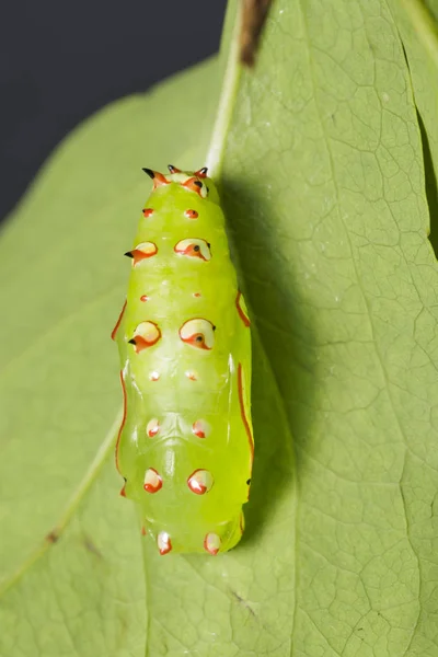 Crisálida de mariposa leopardo común colgando de la hoja de la planta huésped —  Fotos de Stock