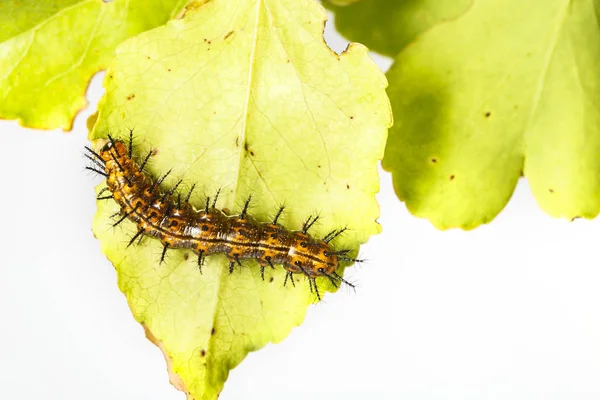 Caterpillar wspólne leopard hosta jedzenie motyl (Phalanta) — Zdjęcie stockowe