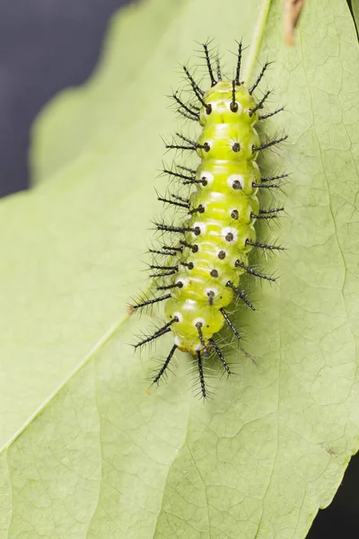 Mogen caterpillar av gemensamma leopard fjäril hängande på värd p — Stockfoto