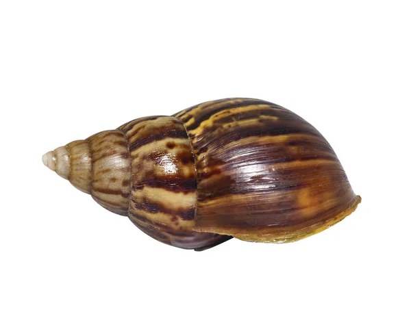 Giant african snail ( Lissachatina fulica ) isolated on white — Stock Photo, Image