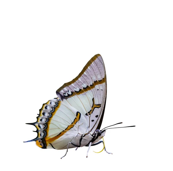 Isoliert große nawab Schmetterling in saugen Aktion auf weiß — Stockfoto