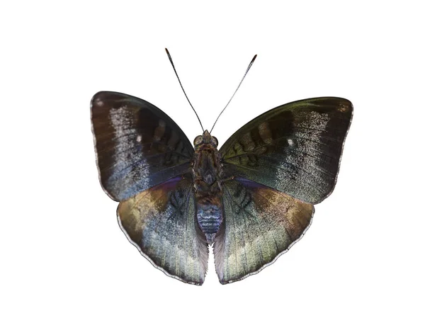 白地マレー男爵蝶の孤立した男性 — ストック写真
