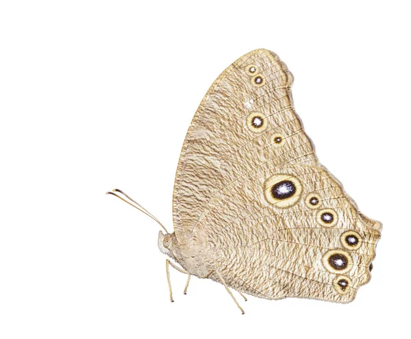 Papillon brun commun isolé (Linnaeus Melanitis) o — Photo