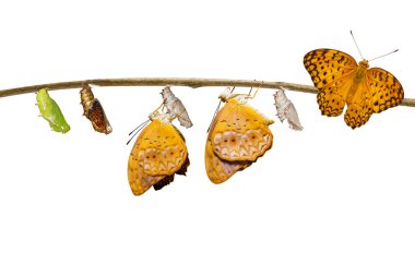 Chrysalis izole dönüşüm ortak leopar butterf