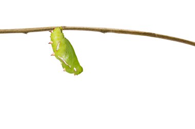 İzole chrysalis ortak leopar kelebek (Phalanta) asmak