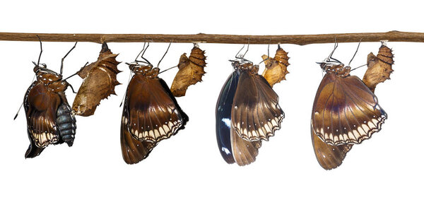 Isolated tansformatiob of great female eggfly butterfly ( Hypoli