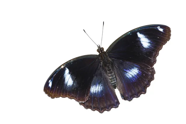 雄性大 eggfly 蝶背观 (Hypolimnas bolina — 图库照片