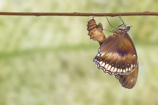 Wielkie kobiece misippus motyl (Hypolimnas bolina Linneusza) em — Zdjęcie stockowe