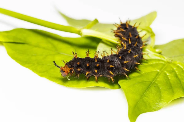 Oruga de gran mariposa de la berenjena (Hypolimnas bolina Linnae — Foto de Stock