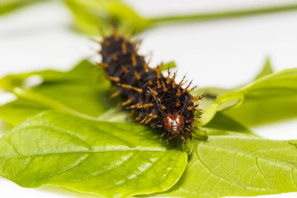 Firma Caterpillar Świetne misippus motyla (Hypolimnas bolina Linnae — Zdjęcie stockowe