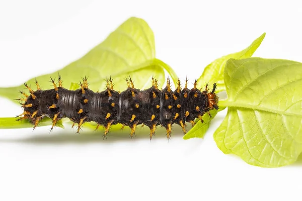 Firma Caterpillar Świetne misippus motyla (Hypolimnas bolina Linnae — Zdjęcie stockowe
