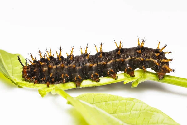 素晴らしい eggfly 蝶 (Hypolimnas bolina Linnae の毛虫 — ストック写真