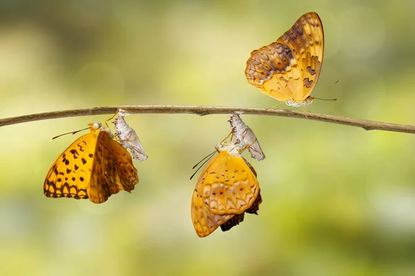 Ontstaan en chrysalis shell van gemeenschappelijke leopard butterfly (Phalan — Stockfoto