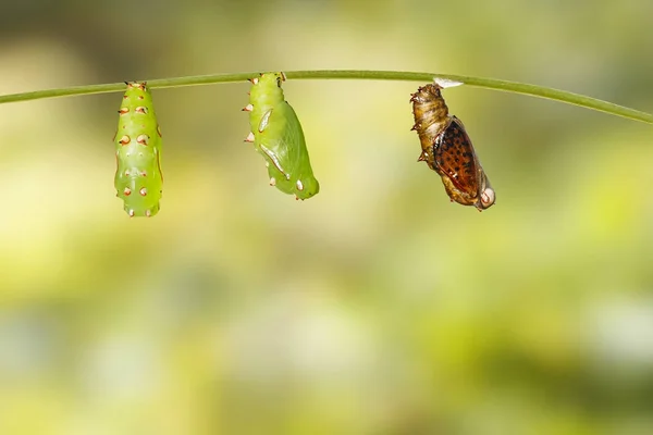 Taze ve olgun chrysalis ortak leopar kelebek (Phalant — Stok fotoğraf