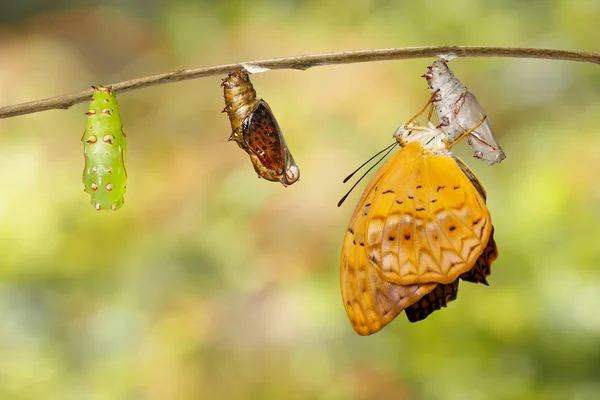 Crisálida y surgido de la mariposa leopardo común (Phalanta) h —  Fotos de Stock