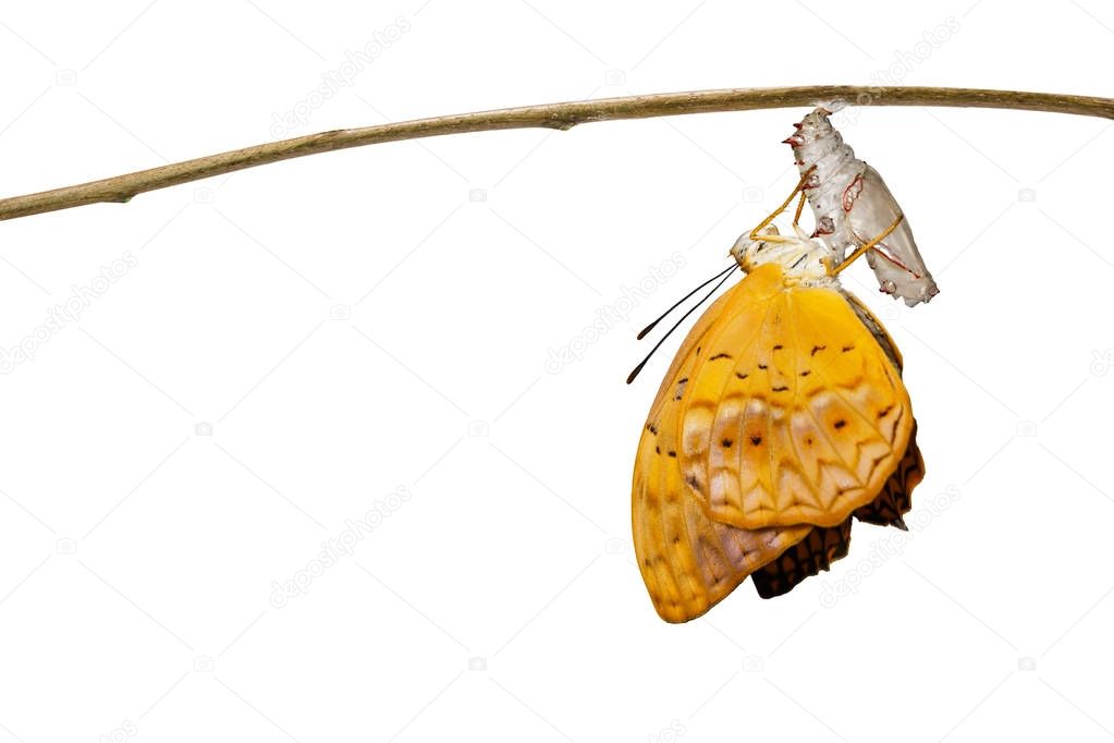 Isolated emerged from chrysalis of common leopard butterfly ( Ph