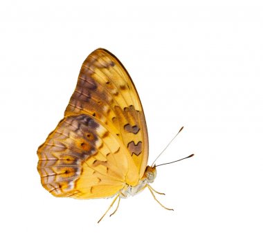 Ortak leopar (Phalanta) Isolated beyaz kelebek