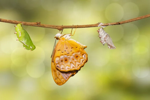 Зрелый хризалис и возникла обыкновенная бабочка леопарда (Phala — стоковое фото