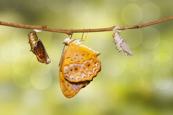 Crisálida madura e surgiu de borboleta comum de leopardo (Phala — Fotografia de Stock