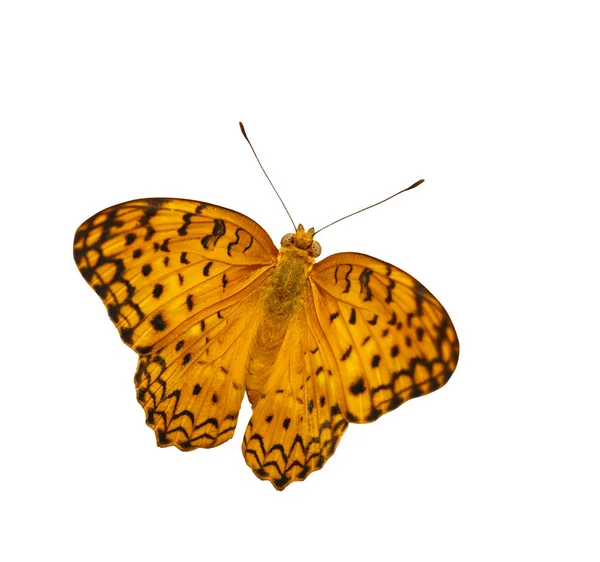 Обыкновенная леопардовая бабочка (Фаланта), изолированная на белом — стоковое фото