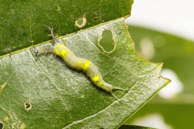 Üstten Görünüm caterpillar ortak Paşa tereyağlı kadar (Herona kapatın 