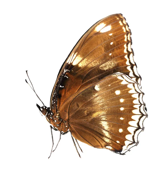 Изолированная самка большой бабочки (Hypolimnas bolina ja) — стоковое фото