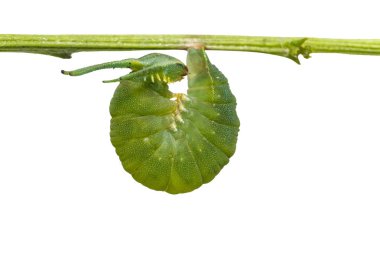 İzole son biçim caterpillar ortak Bahadır kelebek (P