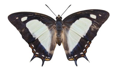 İzole ortak Bahadır (Polyura athamas) beyaz kelebek