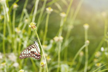 Çimenlerin üzerinde dinlenme ortak jay kelebek (Graphium doson) çiçek af