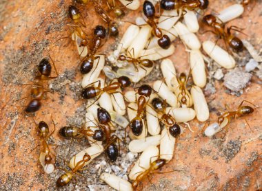 Kırmızı ateş karıncası (Solenopsis Invicta) ithal veya sadece Rifa yumurtalarını dikkat çekmek