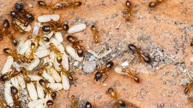 Kırmızı ateş karıncası (Solenopsis Invicta) ithal ya da sade bir şekilde Rifa almak 